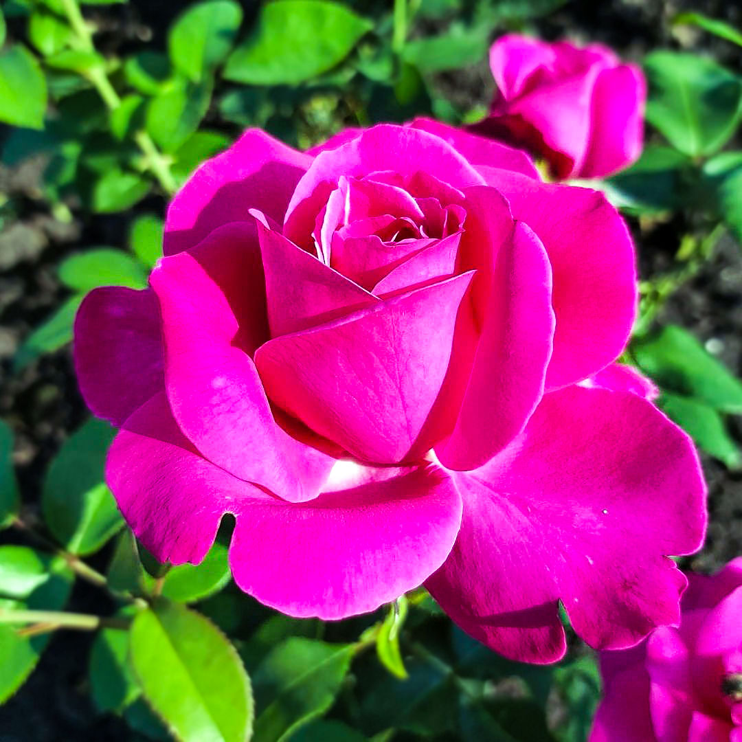 Caprice de Meilland rose with a deep pink bloom and a pink bud among green leaves