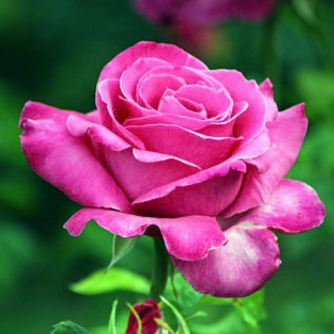 Close-up of a Caprice de Meilland pink rose against a blurred green background