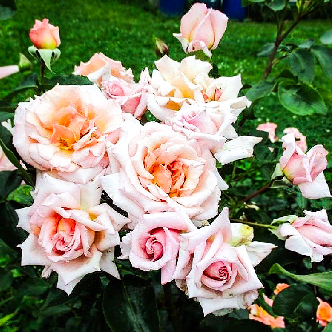 Cluster of Compassion climbing rose flowers in pale pink and apricot with unopened buds