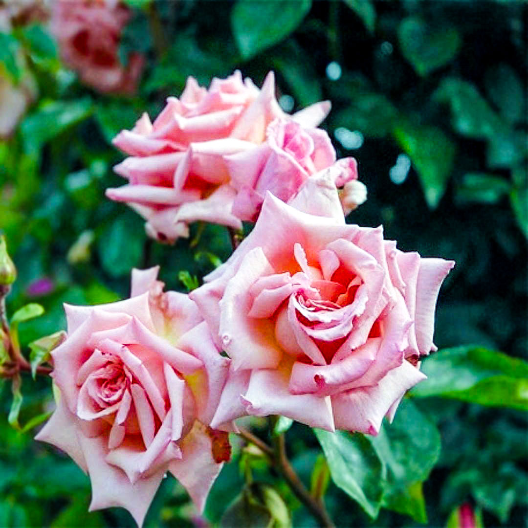 Compassion climbing rose with three pale pink blooms against green foliage