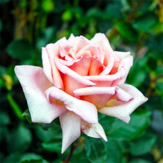 Close-up of a Compassion climbing rose with pale pink petals and an apricot centre
