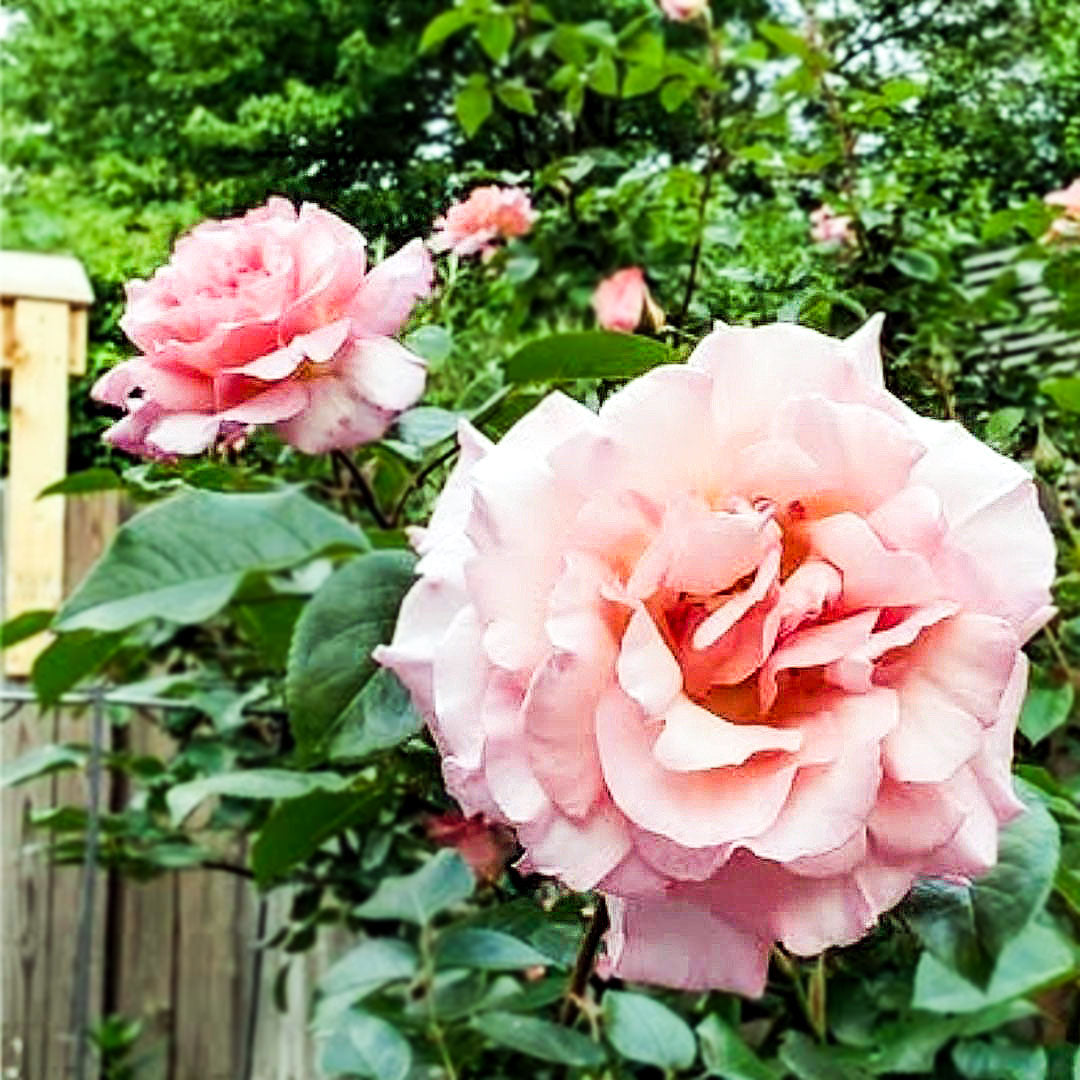 Open pink Compassion rose bloom beside a wooden garden fence