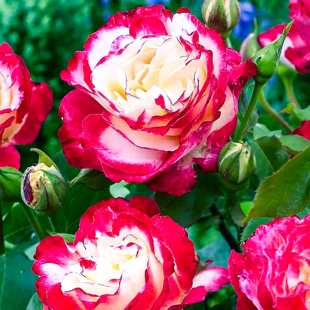 Double Delight roses with cream centres and red petal edges among green foliage