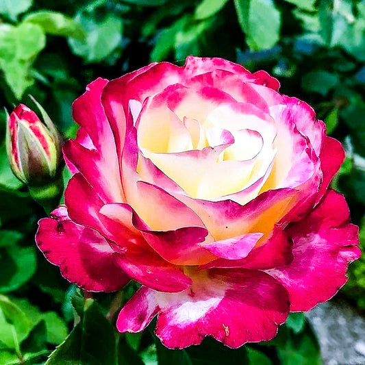 Double Delight rose with creamy petals edged in red beside an unopened bud