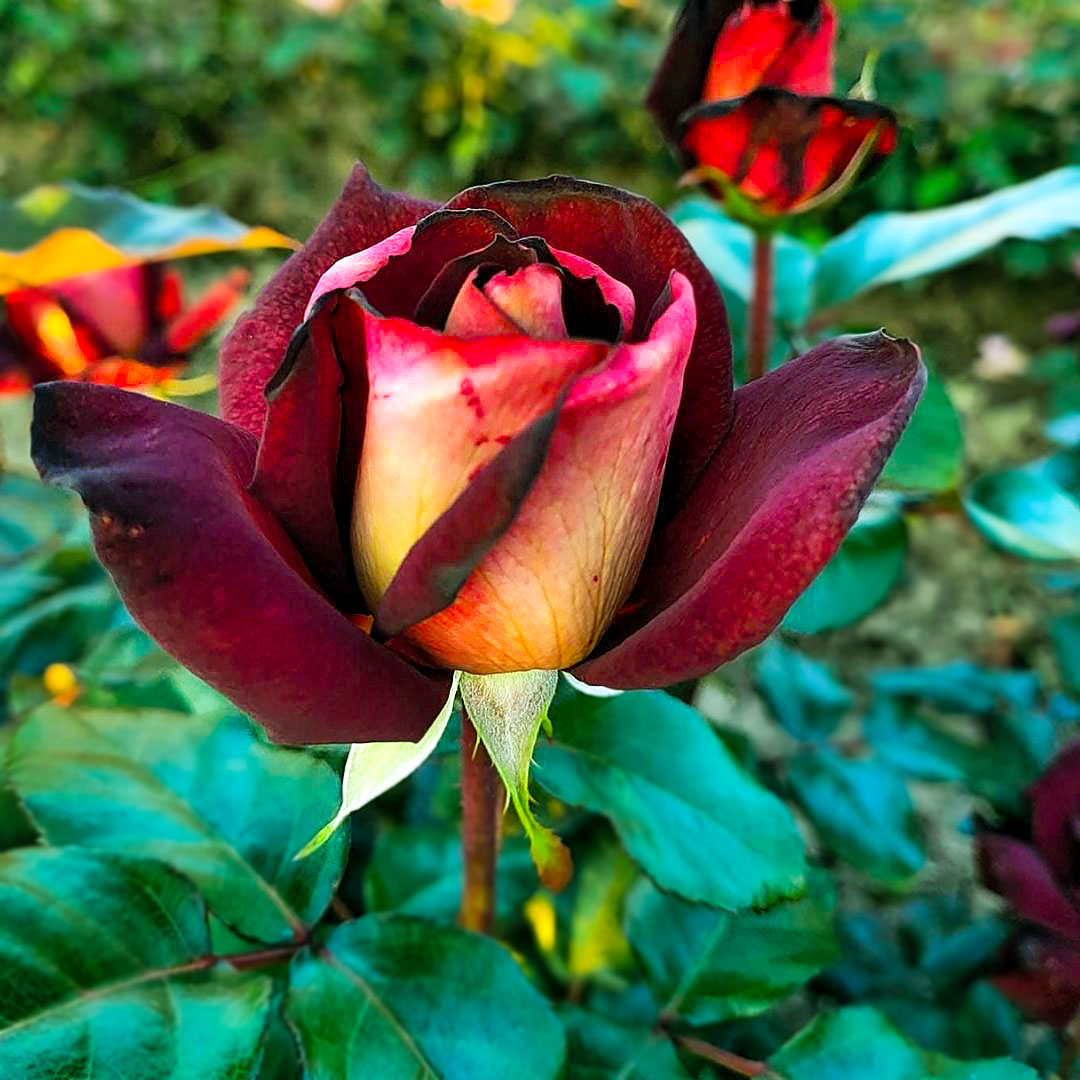 Partly open Eddy Mitchell bicolour rose with burgundy petals and golden reverses