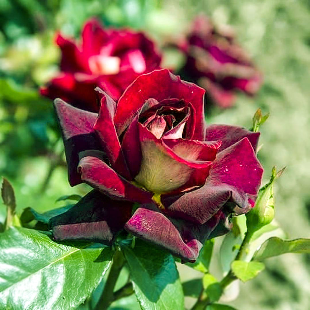 Eddy Mitchell burgundy bloom among green leaves with flowers in the background