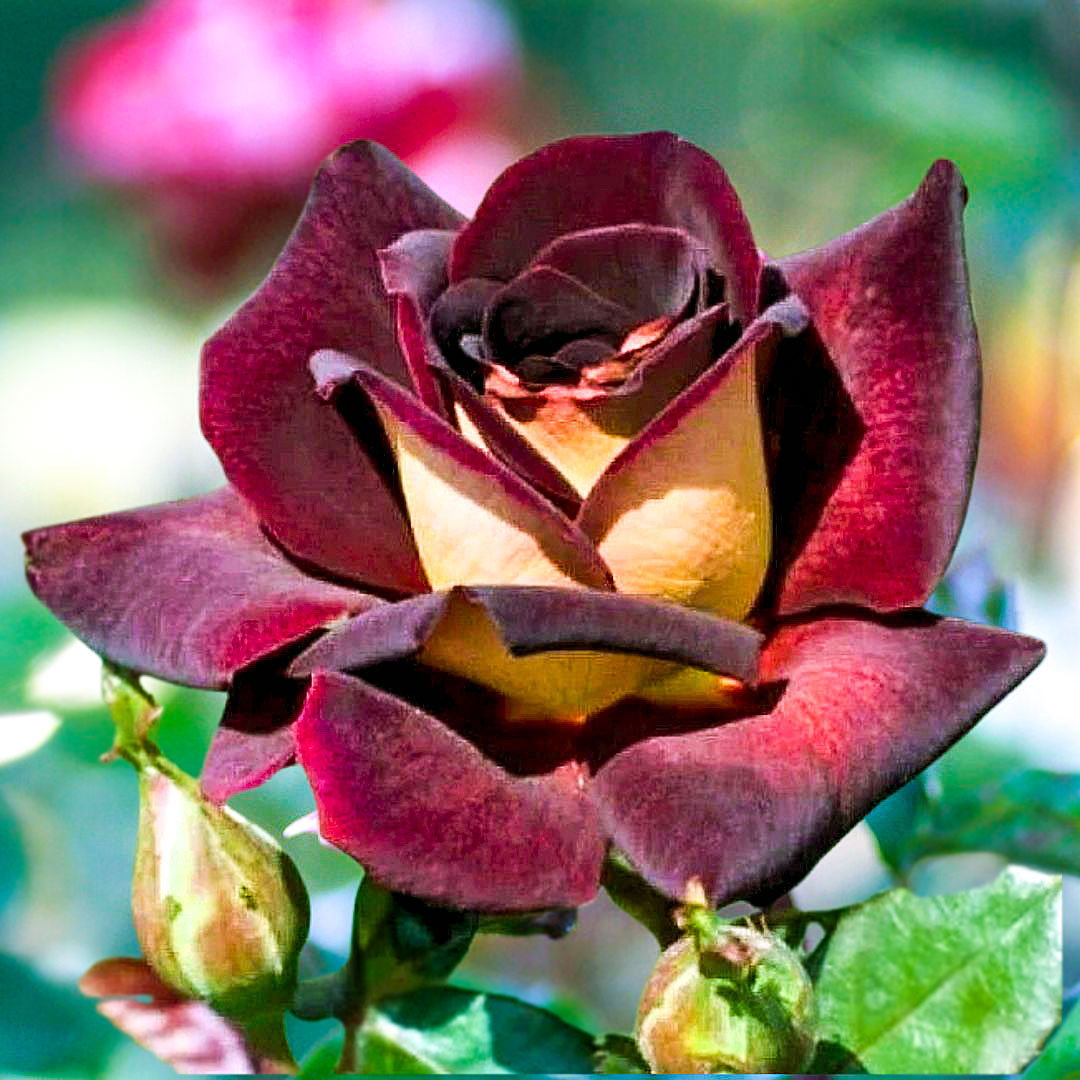 Eddy Mitchell burgundy rose bloom beside an unopened bud