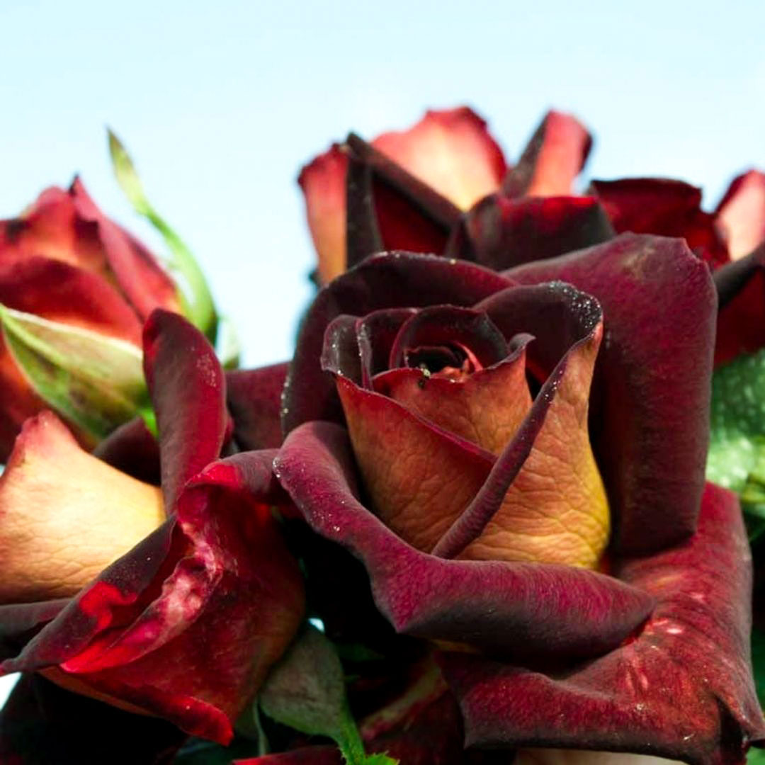 Eddy Mitchell roses opening with dark red petals and warm golden reverses