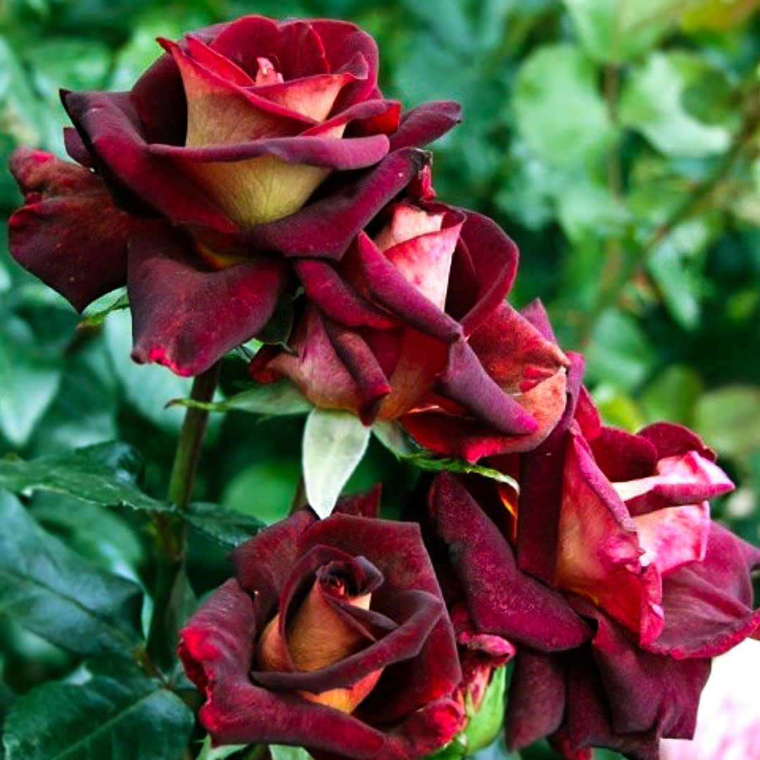 Group of Eddy Mitchell dark red roses showing golden-yellow petal reverses
