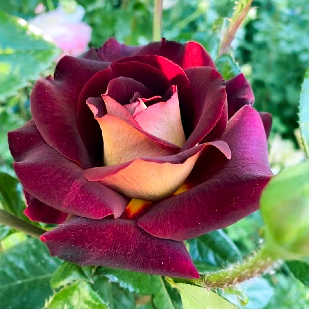 Eddy Mitchell rose with dark burgundy petals and pale golden petal reverses