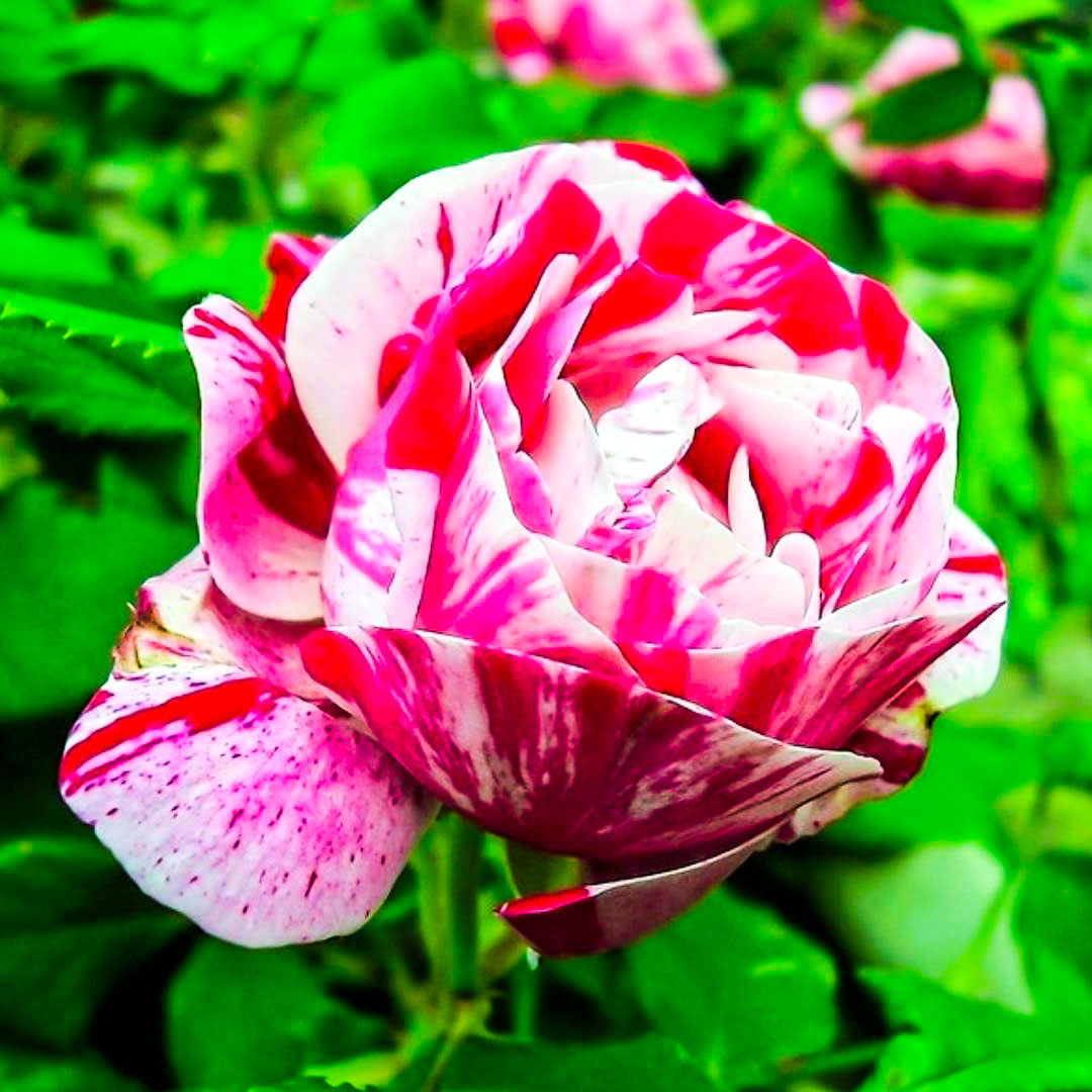 Ferdinand Pichard double bloom showing pale pink petals with bold crimson markings