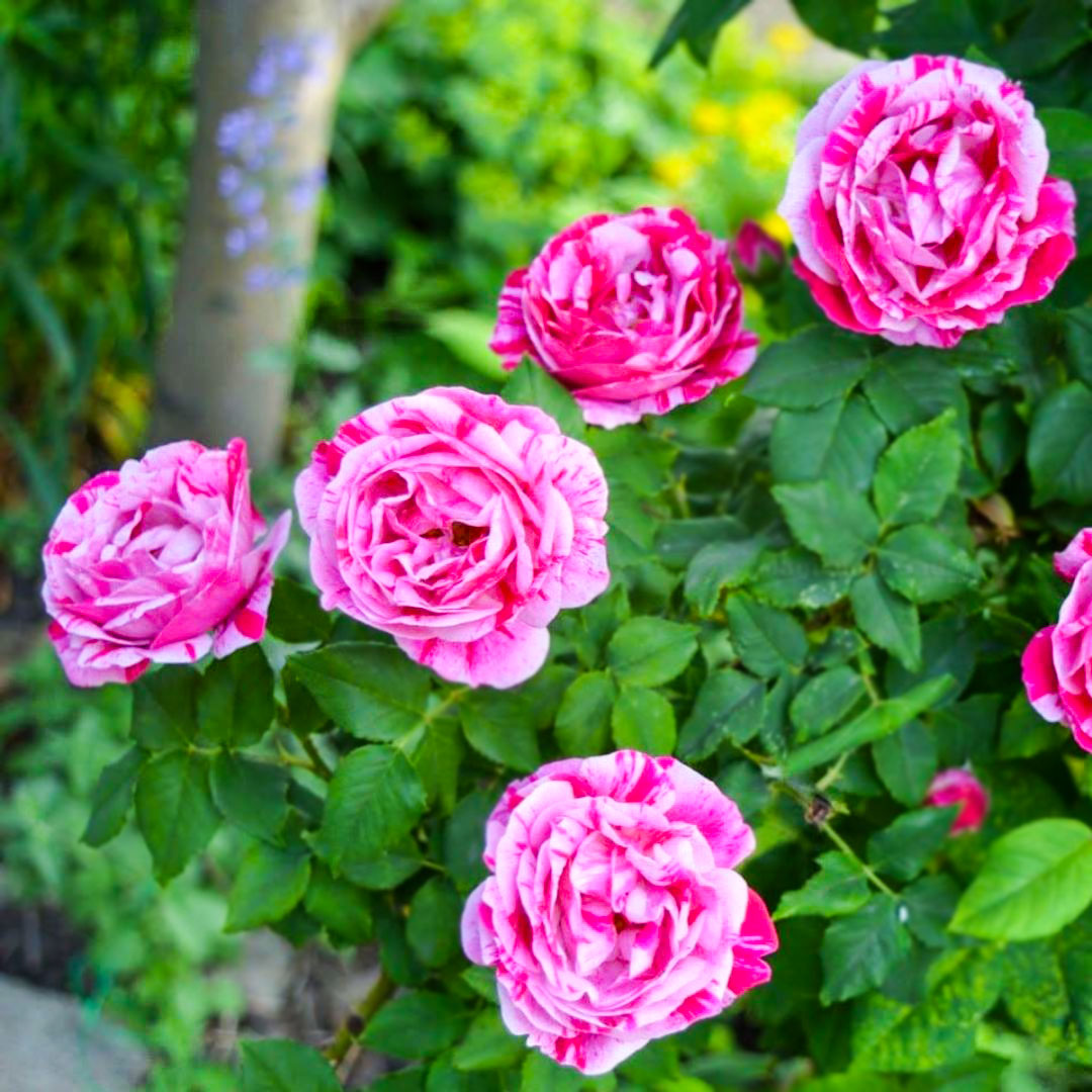 Ferdinand Pichard roses with pink and crimson striped blooms among green foliage