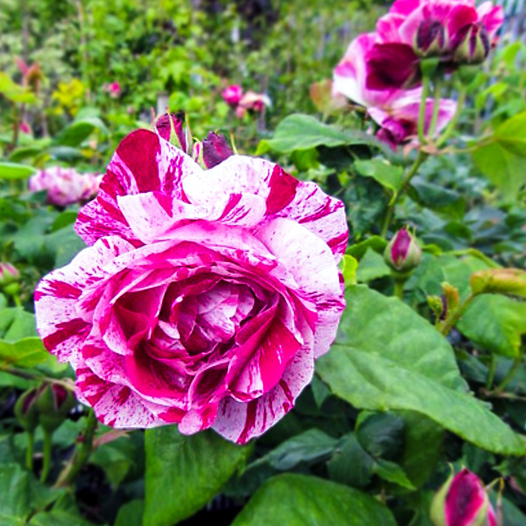 Ferdinand Pichard striped rose bloom with unopened buds and green leaves