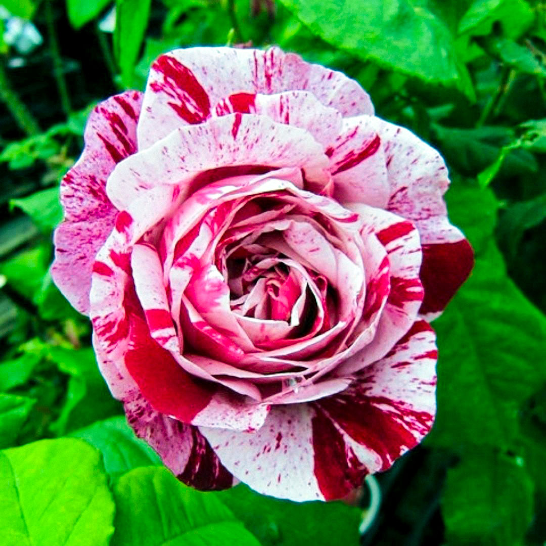 Close-up of a Ferdinand Pichard rose with pale pink petals and crimson stripes