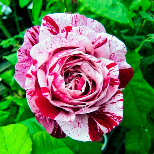 Close-up of a Ferdinand Pichard rose with pale pink petals and crimson stripes