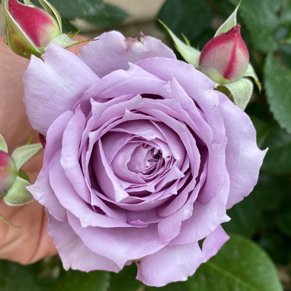 Rose Novalis rose flower showing soft lavender petals