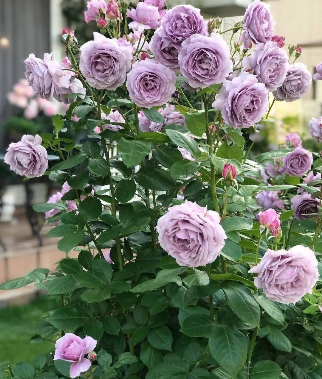 Rose Novalis floribunda rose bush with clusters of lavender blooms