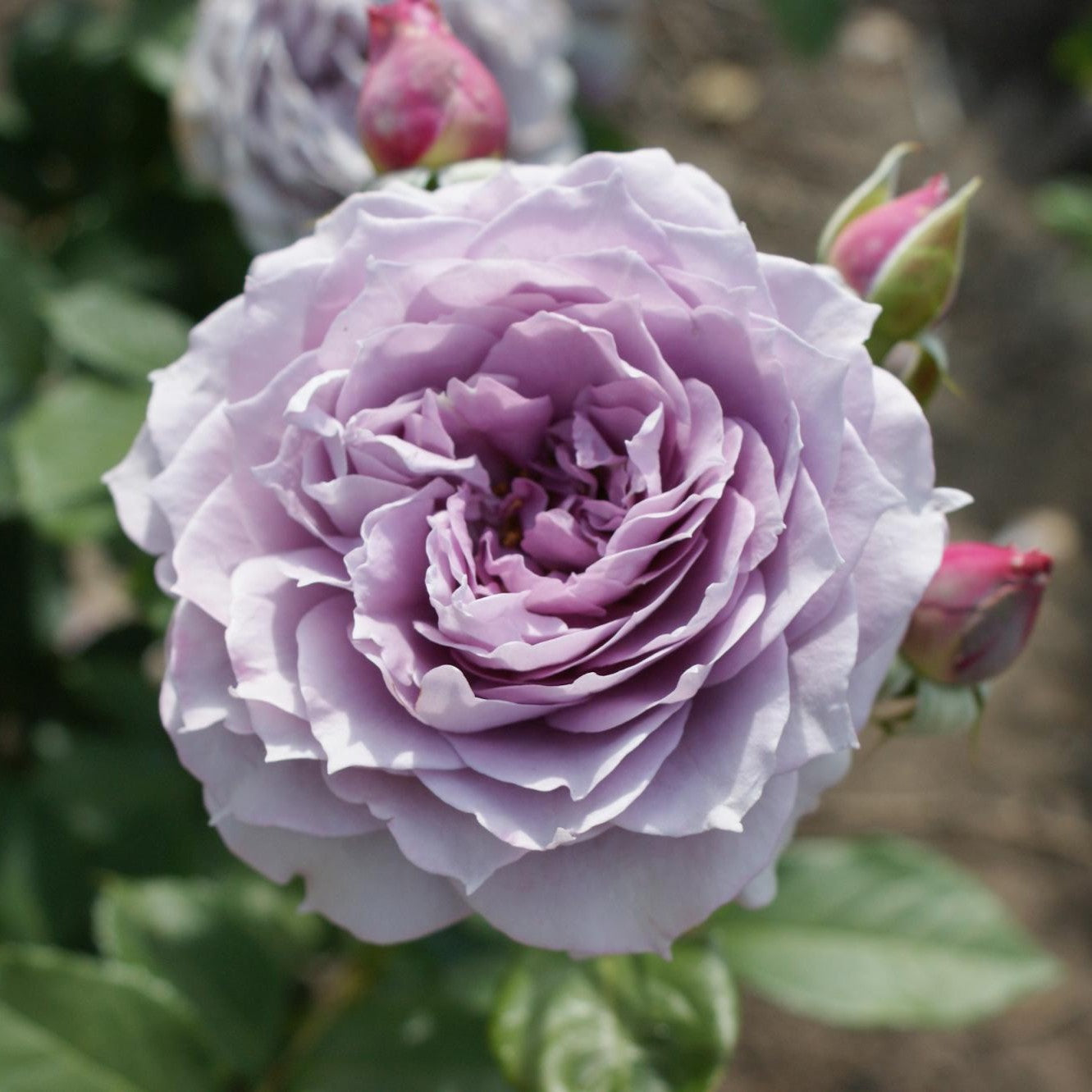 Rose Novalis lavender rose in full bloom