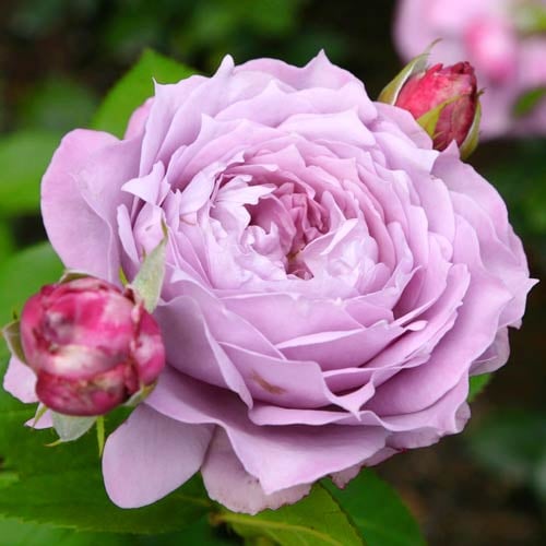 Rose Novalis lavender floribunda rose close-up bloom