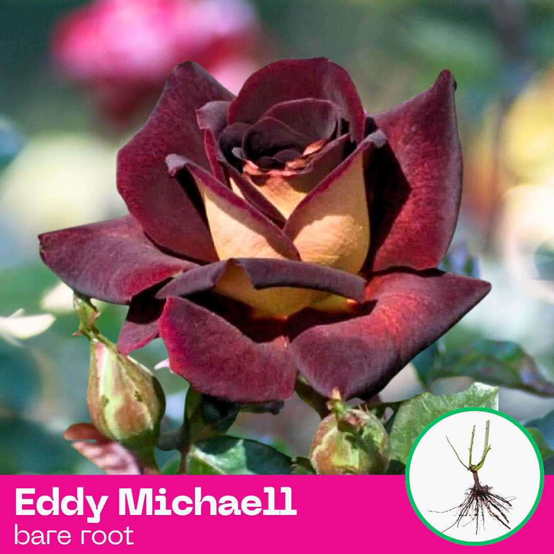 Rose Eddy Michaell
