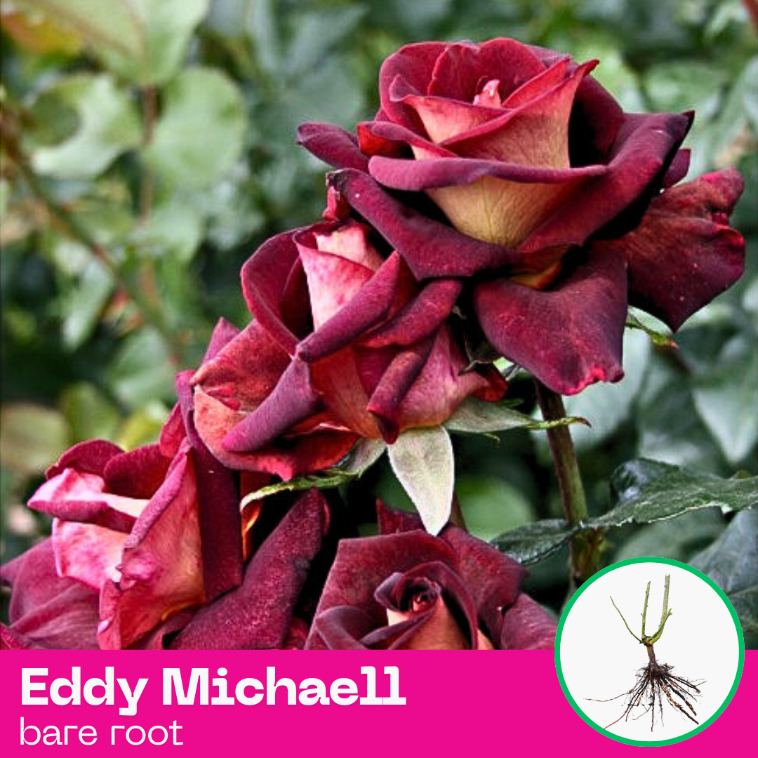 Rose Eddy Michaell