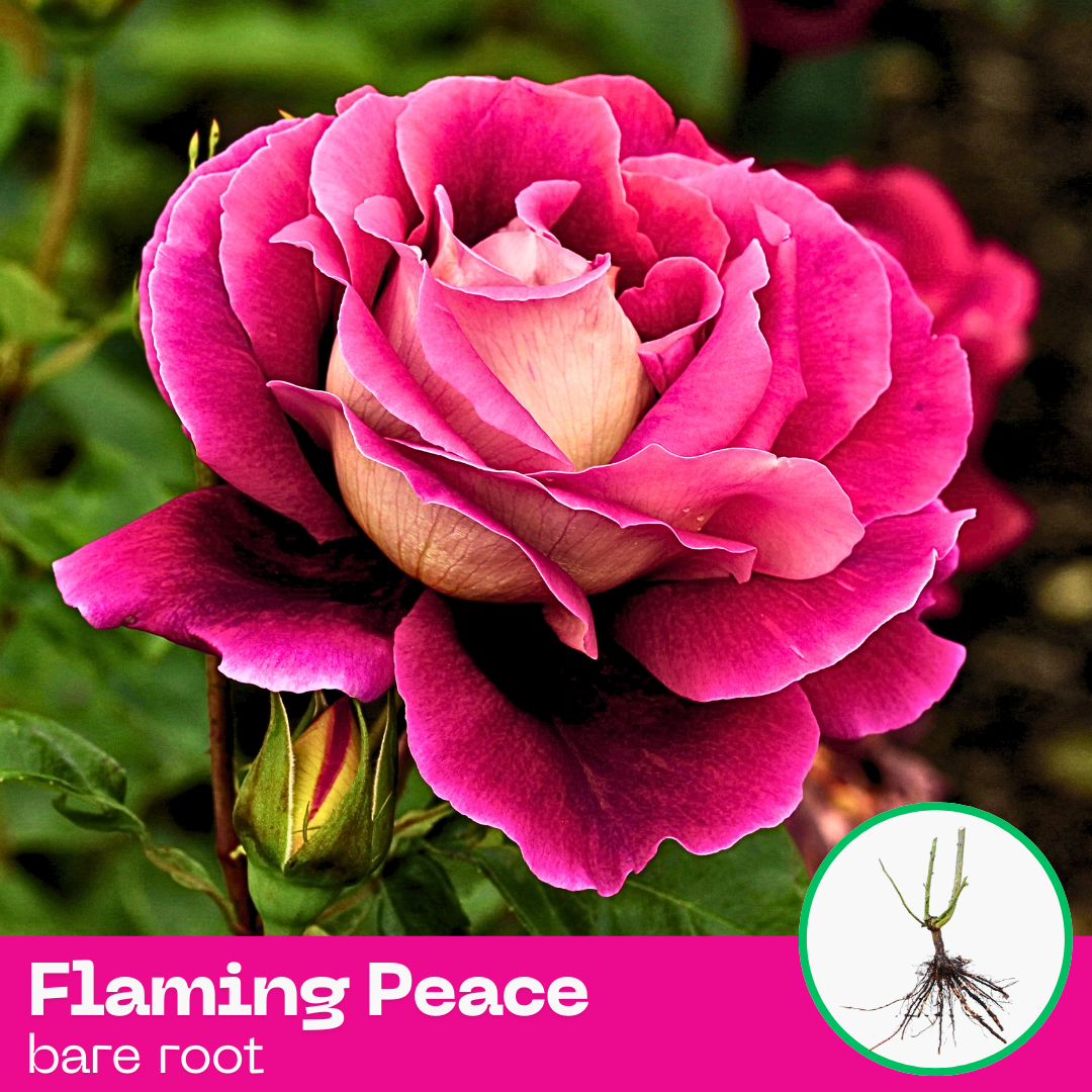 Rose Flamingo Peace