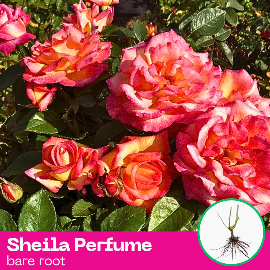 Rose Sheila's Perfume