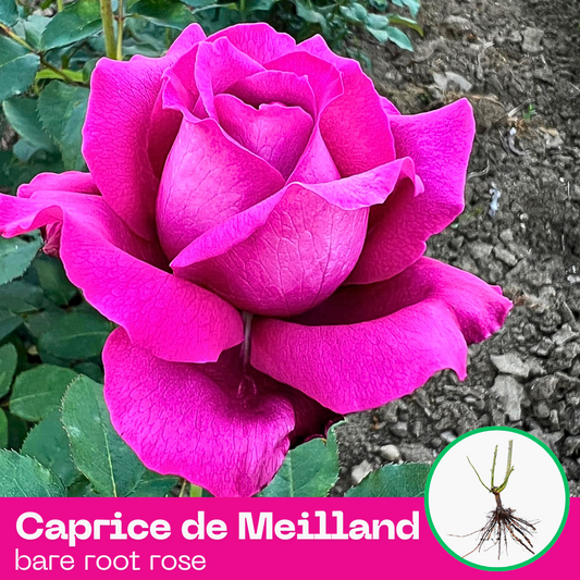 Caprice de Meilland rose plant - hybrid tea - bare root