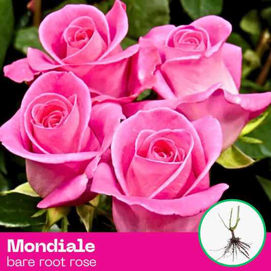 Mondiale rose plant - hybrid tea - bare root