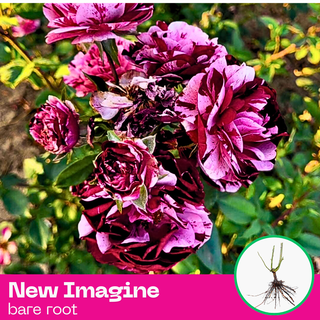 Rose New Imagine