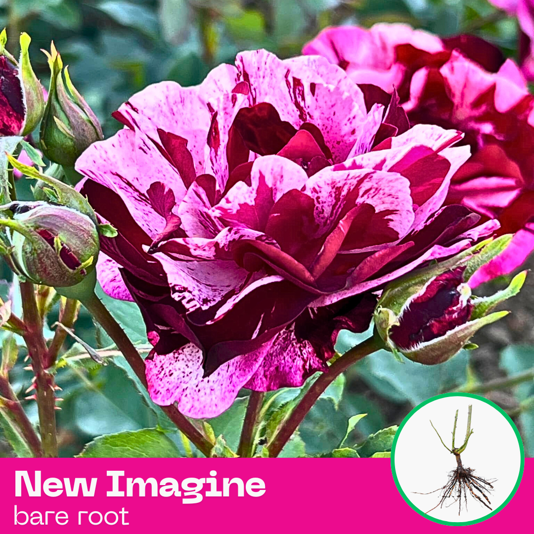 Rose New Imagine