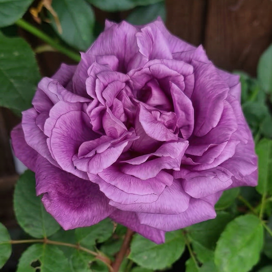 Rose Eminence lavender purple bloom close up