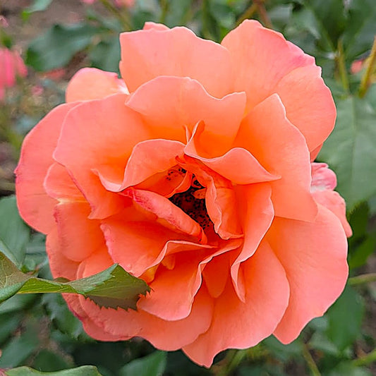 Westerland climbing rose with apricot orange blooms