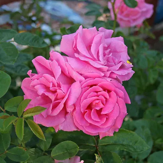 Zephirine Drouhin climbing rose pink blooms